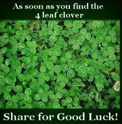 4 Leaf Clover 4 Leaf Clover