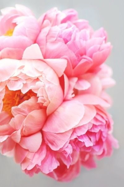 Pink flowers