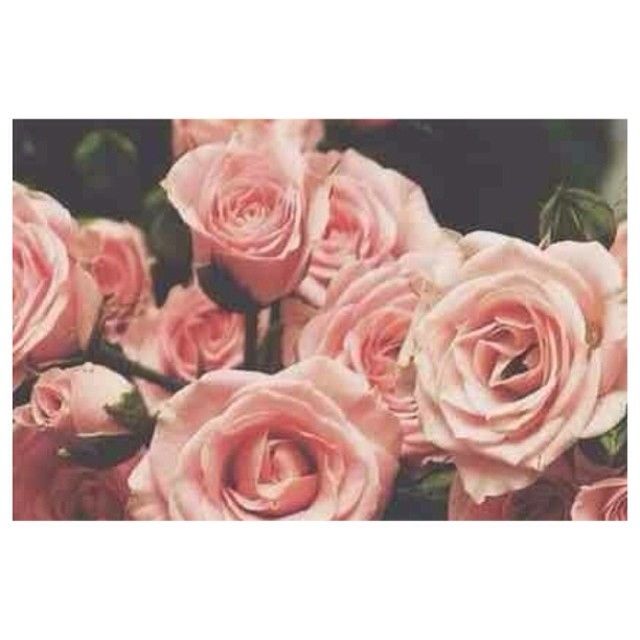 Pink rose arrangement