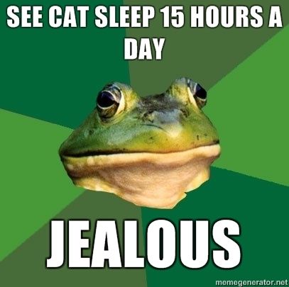 See a cat sleep 15 hours a day
