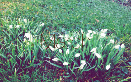 March garden