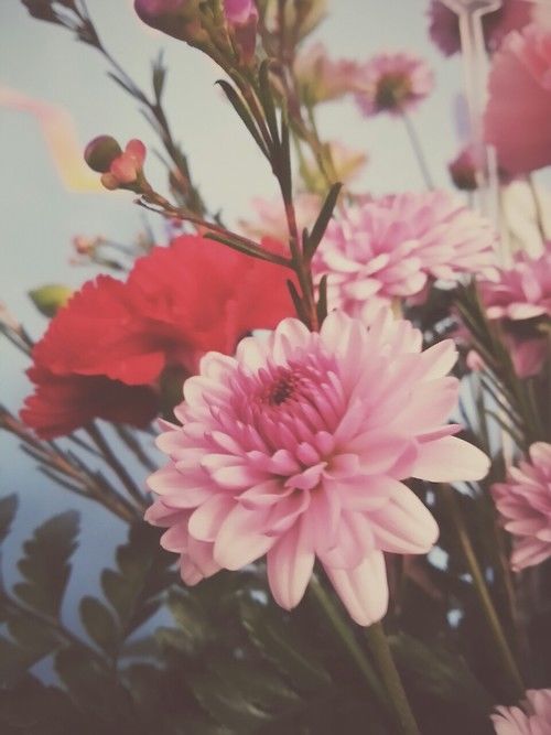 Blooming flowers