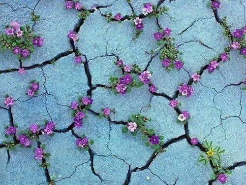 Cracks in the pavement