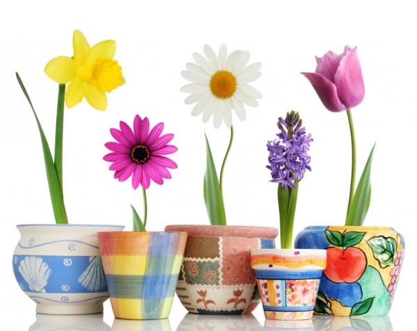 Spring Floweres