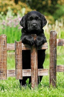 Guard Dog In The Making!! Guard Dog In The Making!!