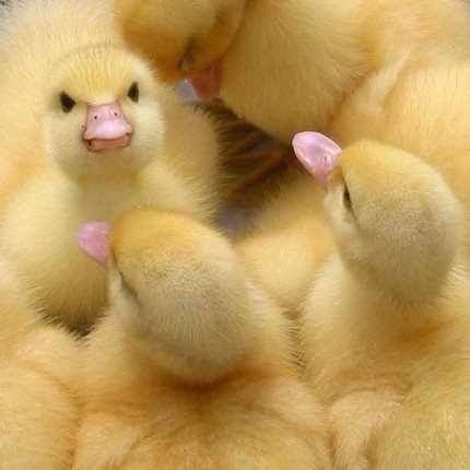 Ducklings