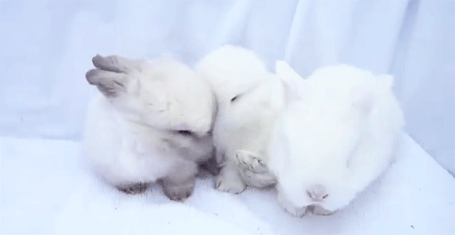 Sweet & Cuddly Bunnies