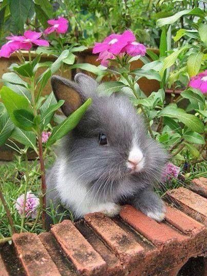 Cute little Bunny Cute little Bunny