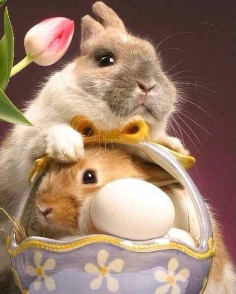 Easter Bunnies Easter Bunnies