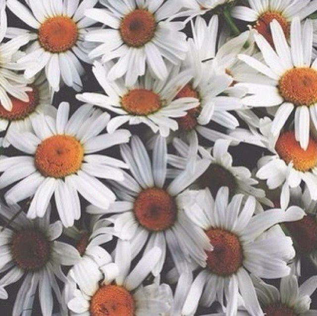 Daisys Daisys