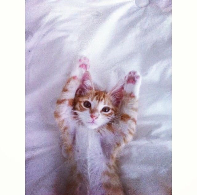 Kitty Relaxing