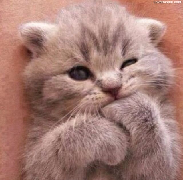 Cutest Kitten