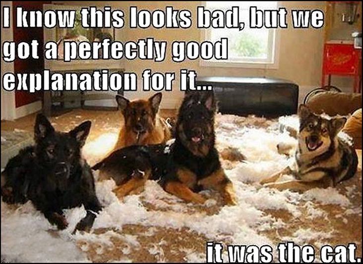 It was the dog