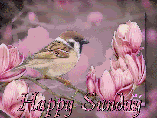 Happy Sunday Happy Sunday