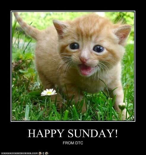 Happy Sunday