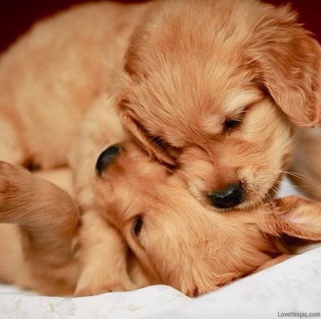 Little Puppies Little Puppies