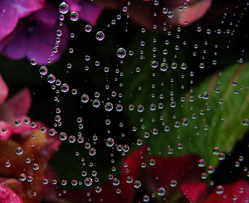 Spiderweb