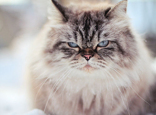 Dissatisfied cat