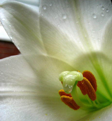 Floral closeup