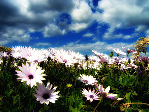 Gerber daisies in the sun