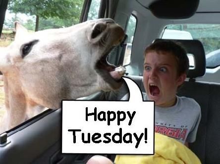 Happy Tuesday