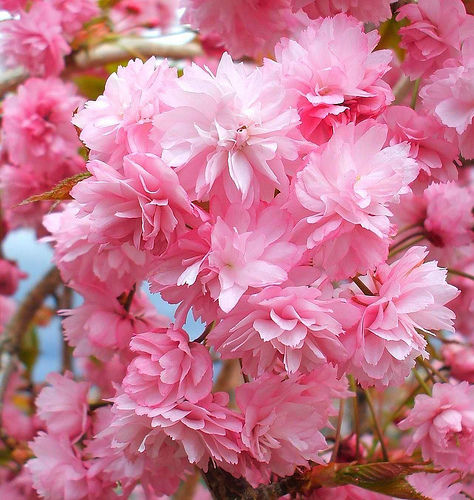 Pink flowers