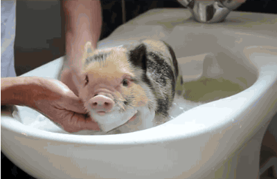 Baby Pig
