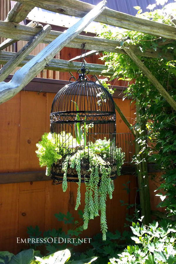 Bird cage with succulents Bird cage with succulents
