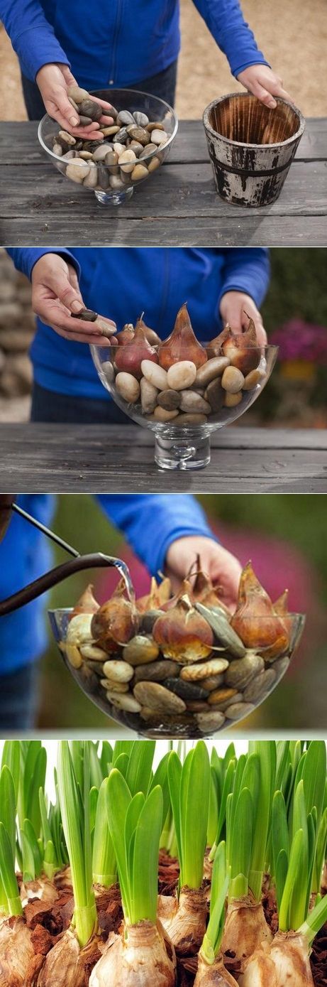 How to grow flower bulbs in water How to grow flower bulbs in water