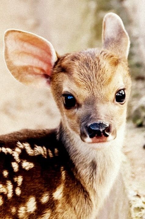 Deer Deer