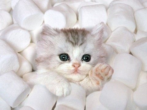 Marshmallow Kitten Marshmallow Kitten