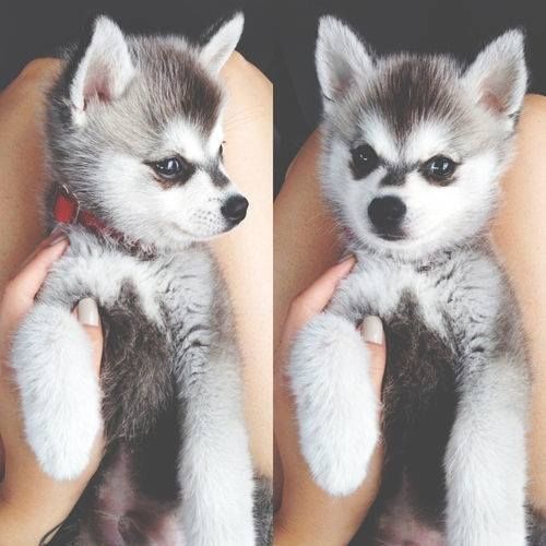 Puppy Husky Puppy Husky