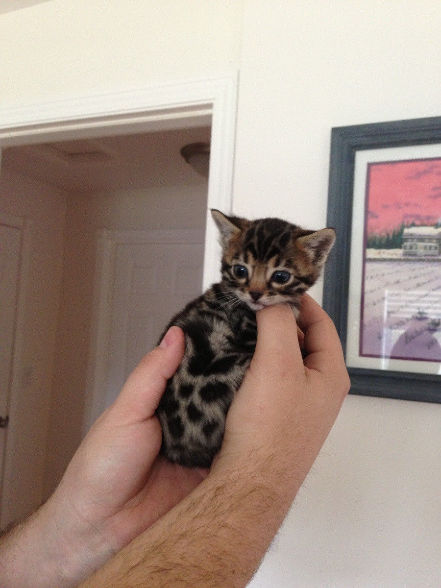 Cutest Kitten Cutest Kitten