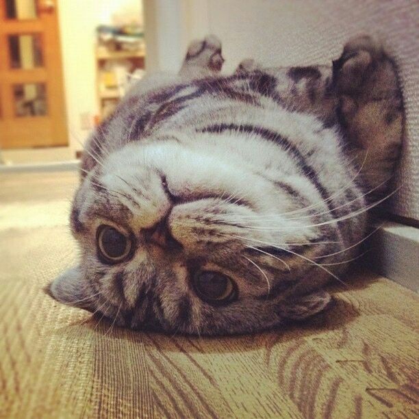 Hi There Hi There