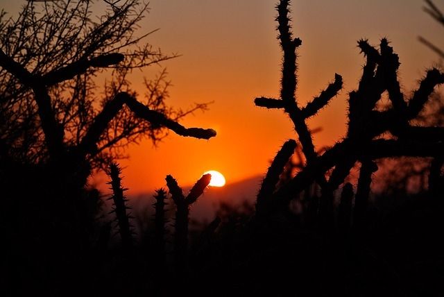 Cactus sunrise Cactus sunrise