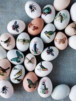 Exquisite eggs
