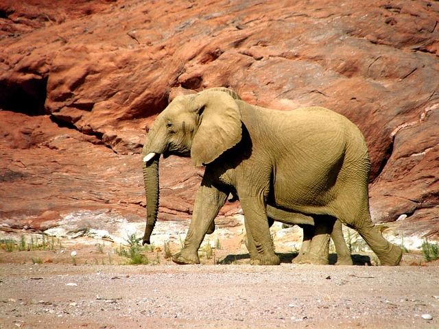 Desert elephant