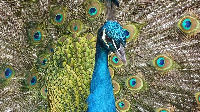 Close up peacock Close up peacock