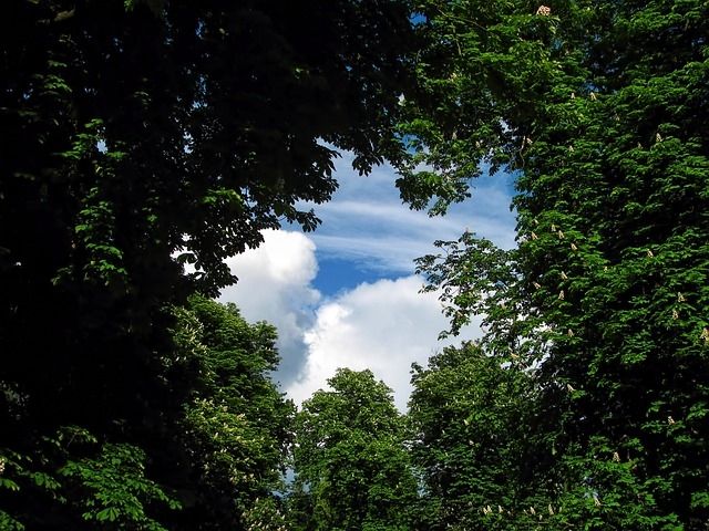 A break in the trees