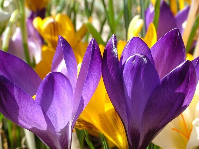 Crocus flowers Crocus flowers