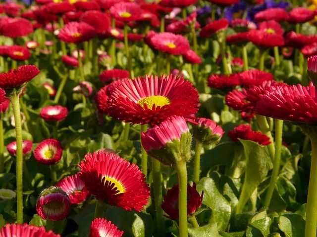 Red daisies Red daisies