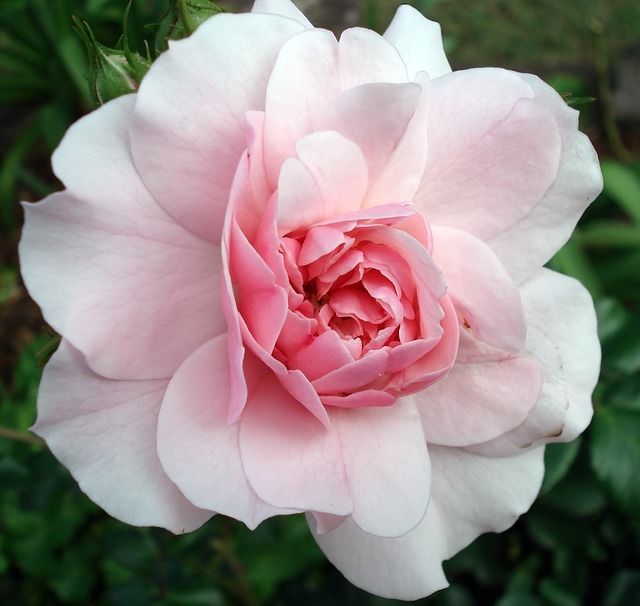 Blooming rose Blooming rose