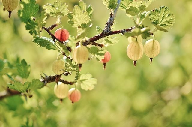 Gooseberries