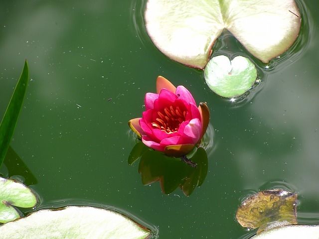 Lotus blossom Lotus blossom