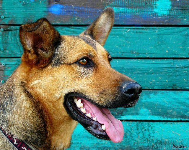 German Shepherd