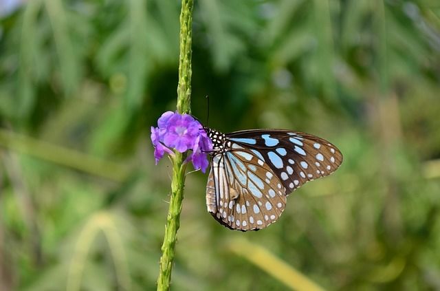 Blue and black butterfly