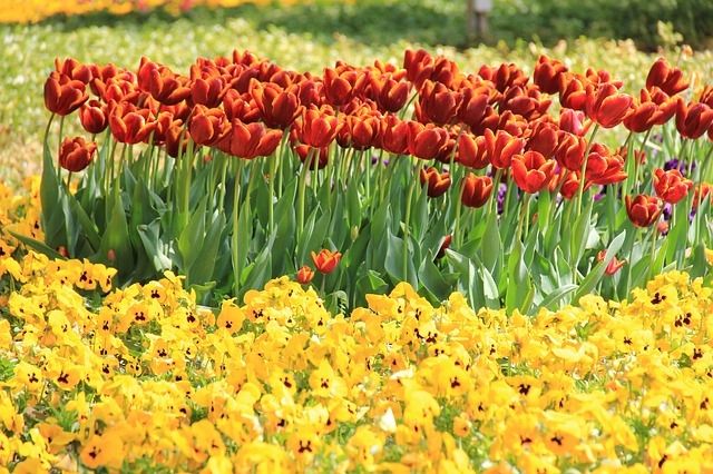 Field of tulips