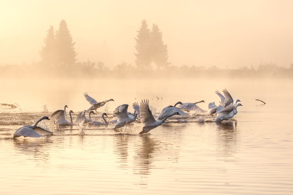 Departing geese