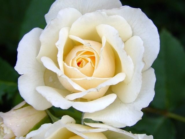 Wet white rose