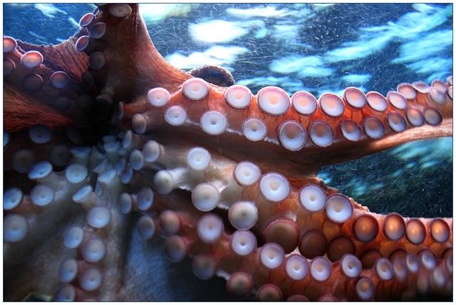 Octopus cups Octopus cups